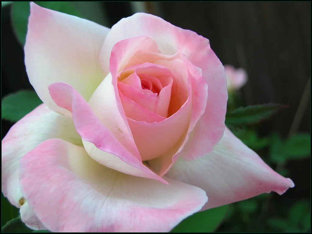 Pink Promise — K and M Nursery